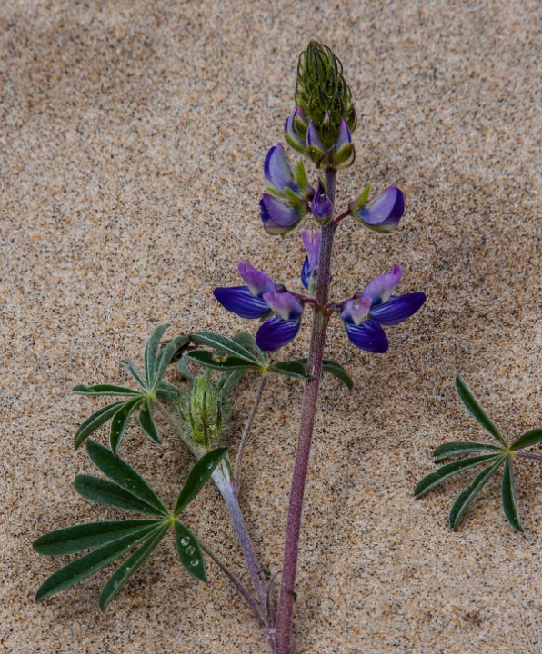 Lupiinus littoralis, Beach Lupine.jpg